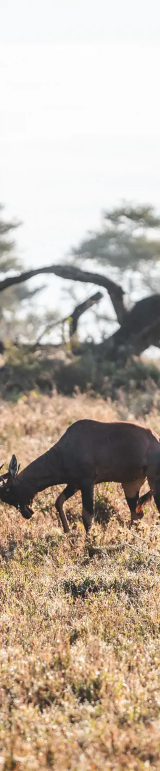 Erfahre Insiderwissen der Experten auf einer Zugfahrt durch das südliche Afrika